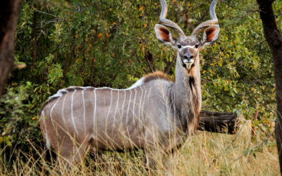 Don’t put a line through adaptive camouflage in kudus