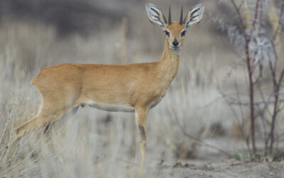 Can any true bambi weather a desert?