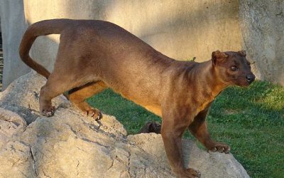 An exceptional clitoris proves the olfactory rule