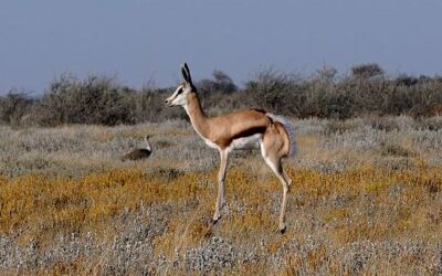 Gazelle-like antelopes as living flags