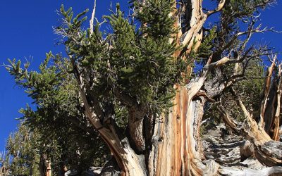 Trees as green quazi-zombies