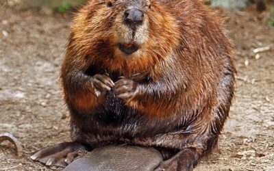 How beavers engineered landscapes for bison