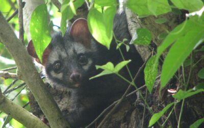 Is one coffee-priming intestine as delicious as another?