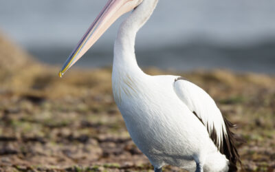 Perverse exercise for the growing pelican