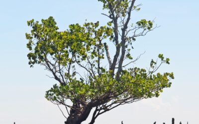 Why do mangroves lack fruity succulence?