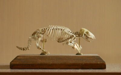 Supermoles despite being marsupial moles