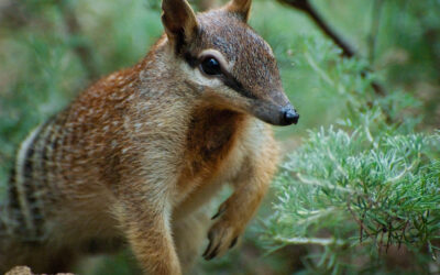 Why is the numbat twenty times lighter than the aardwolf?
