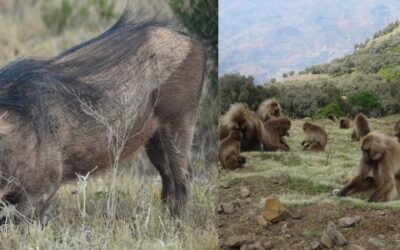 Africa’s greenkeepers