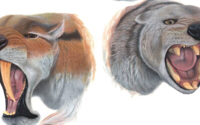 The marsupial lion: all slice and no bite