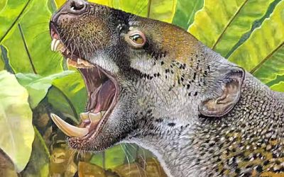 The largest carnivorous marsupial was unique.