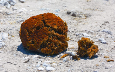 Why elephants defecate wantonly