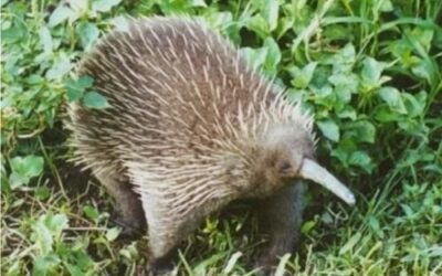 Kiwi were no solution to a mammalian vacuum