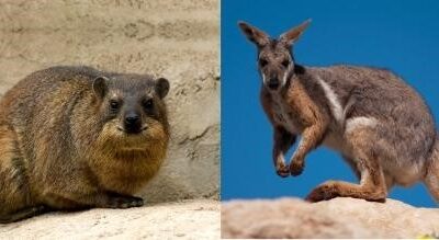 Divergent adaptations of rock-wallabies and rock hyraxes
