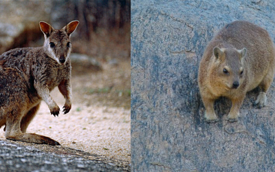 Divergent adaptations of rock-wallabies and rock hyraxes