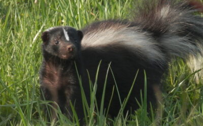 Fat mephitids not allowed in the Old World