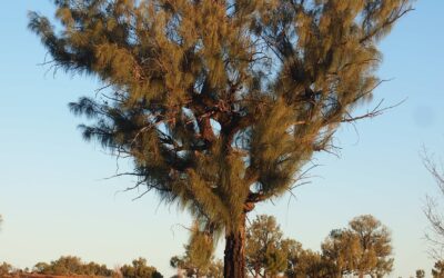 Seeing the light for the trees