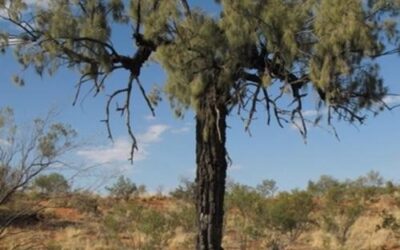 Californian oaks refute the assumption that tall trees need groundwater to grow in dry climates