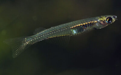An explanation for sexual skew in the priapiumfish