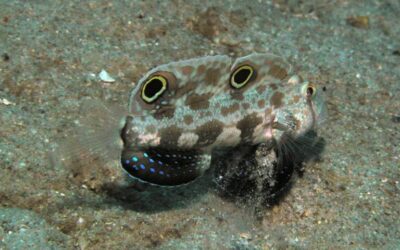 Which predatory identity does this goby mimic?