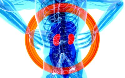 What lies behind the kidney’s iron curtain?