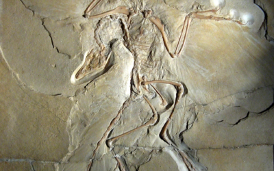 Archaeopteryx is neither the first bird nor a bird in the first place