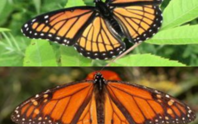 Aposematic uniformism in butterflies versus mob-mentality in forest birds