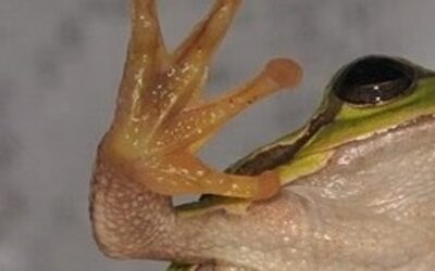 A thumbs-up on amphibians