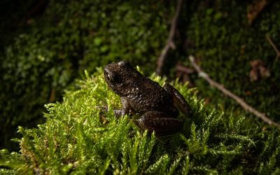 Frogs’ tails hiding in plain sight