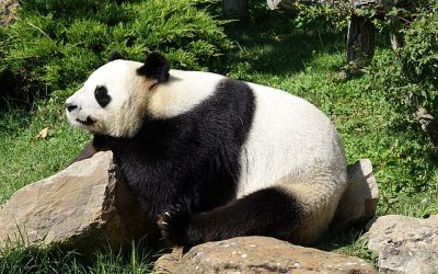 The giant panda as a sinister signboard