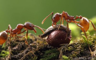 The first triangular mutualism: plant – ant – butterfly