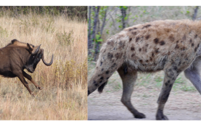 Cursory similarity between predatory hyena and predated wildebeest