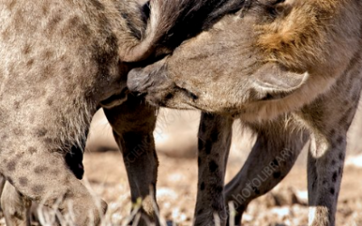 Spotted hyena: so analysed and yet so enigmatic