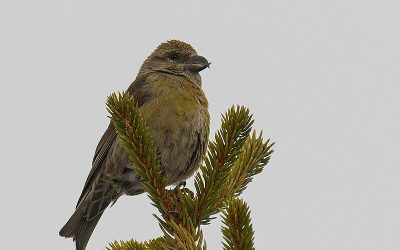 Don’t cross out racial discrimination in finches