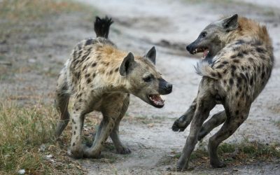 The undignified aristocracy of the spotted hyena