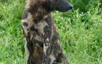 No sitting for this hunting dog