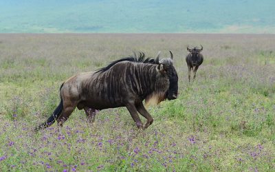 Non-parallel gaits in hyena and wildebeest