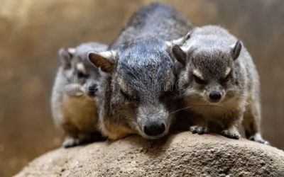 Rock hyraxes know no way to gnaw