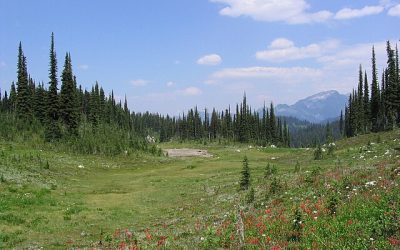 Meadows more powerful than adjacent forests