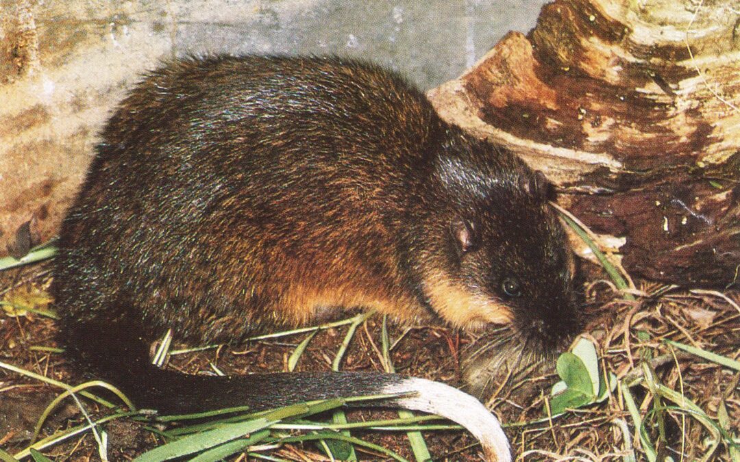 Lack of Australian gophers is no historical accident