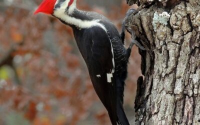 Why Australia lacks ant-eating woodpeckers