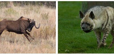 Cursory similarity between predatory hyena and predated wildebeest