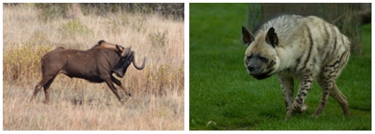 Cursory similarity between predatory hyena and predated wildebeest