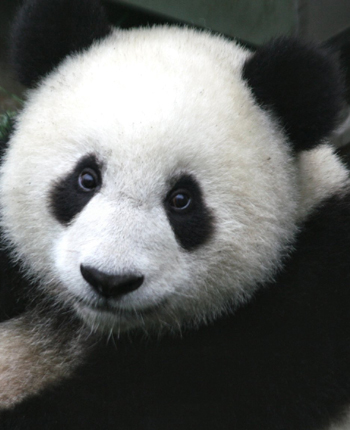 Warning colouration in the giant panda