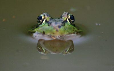 Arboreal reflections of amphibian eyes