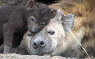 Colour-coded cuteness to the maternal spotted hyena