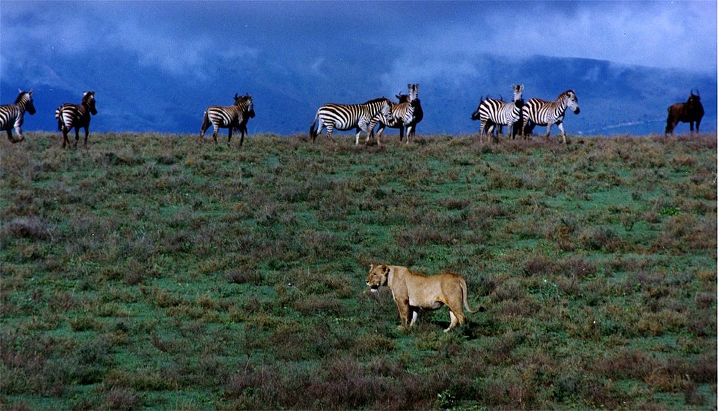 Zebra striping frustrates victim-selection by hyena rather than bulls-eye pouncing by lion