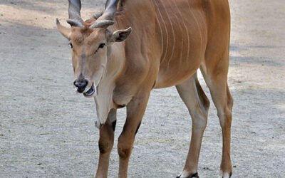 Eland and moose exemplify lip-reading ruminants