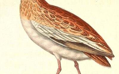 Lark-buttonquail as scaled-down ostrich