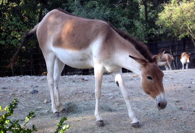 Tibetan wild ass is designed to be conspicuous to predators