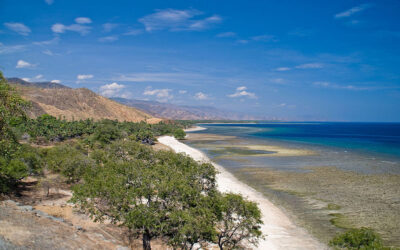 Timor as a reality-check for Australian biogeography